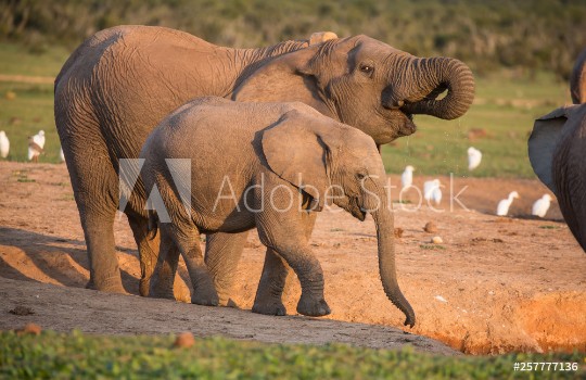 Image de African Elephants Drinking Water in Late Afternoon